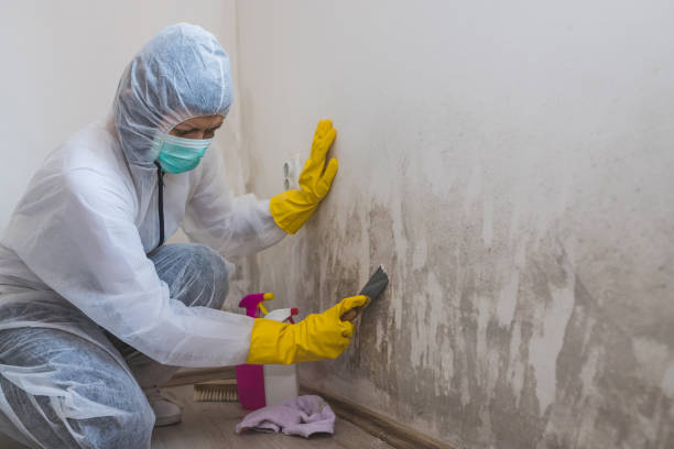 Best Black Mold Remediation in Blissfield, MI