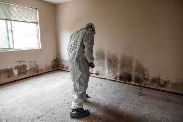 Best Mold Testing and Inspection Services in Blissfield, MI