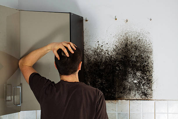 Best Black Mold Remediation in Blissfield, MI